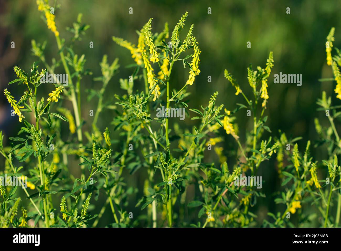 Melilotus officinalis, fiori di trifoglio giallo dolce in primo piano prato fuoco selettivo Foto Stock