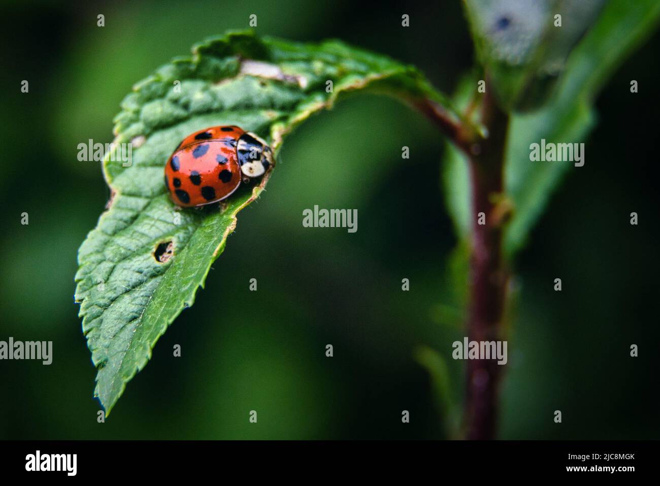 Rosso selvatico nero lady bug beetle uccello insetto biologia immagini ...