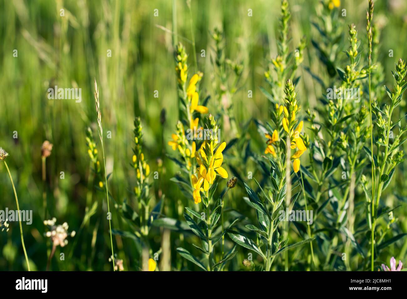 Genista tinctoria, fiore giallo di dyer closeup fuoco selettivo Foto Stock