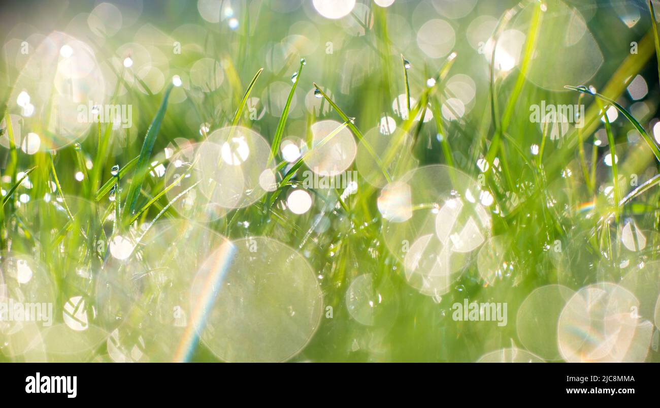 Primo piano della rugiada mattutina o delle gocce di pioggia sull'erba verde, sfondo con bokeh e sfocatura. Foto di alta qualità Foto Stock