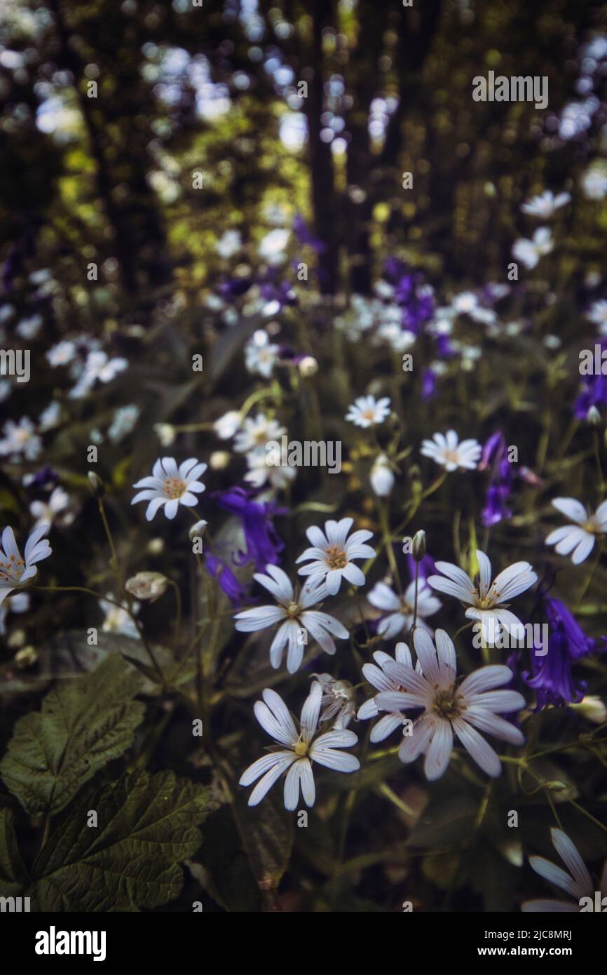 Bellissimi fiori Foto Stock