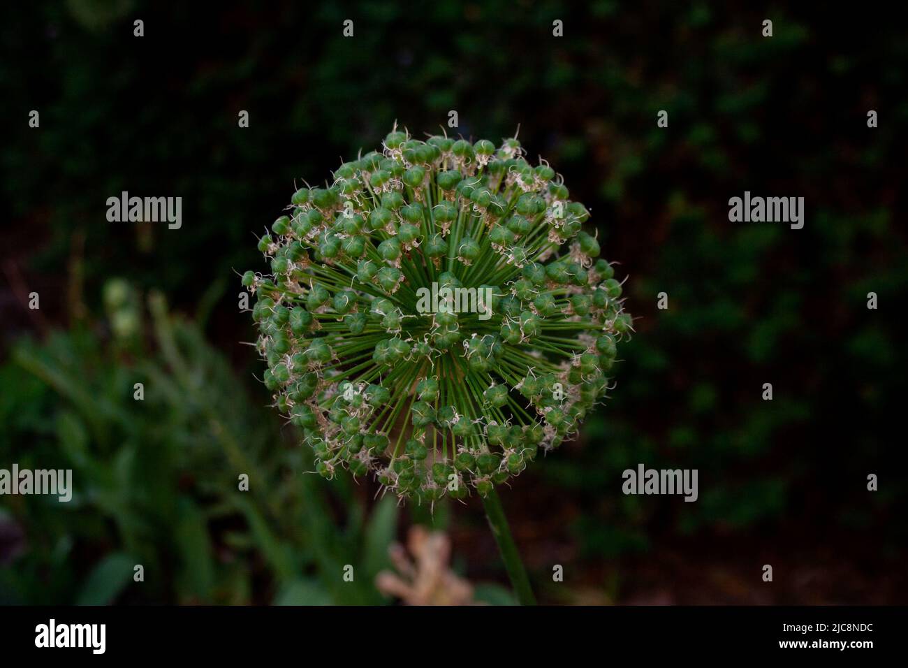 Allium pianta florescenza sferica primo piano Foto Stock