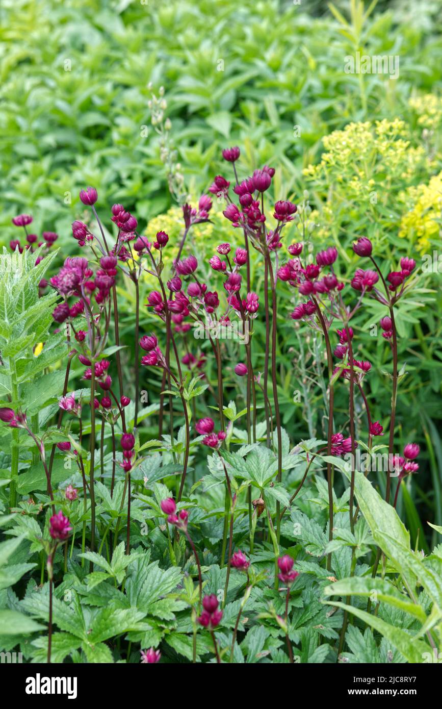 Astrantia, sangue di Hadspen Foto Stock