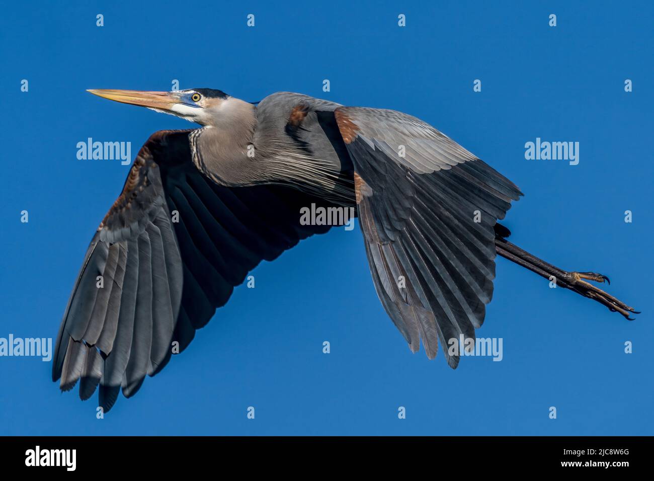 Un Great Blue Heron, Ardea Herodia, in piombi di allevamento che sorvolano il South Padre Island Birding Center in Texas. Foto Stock