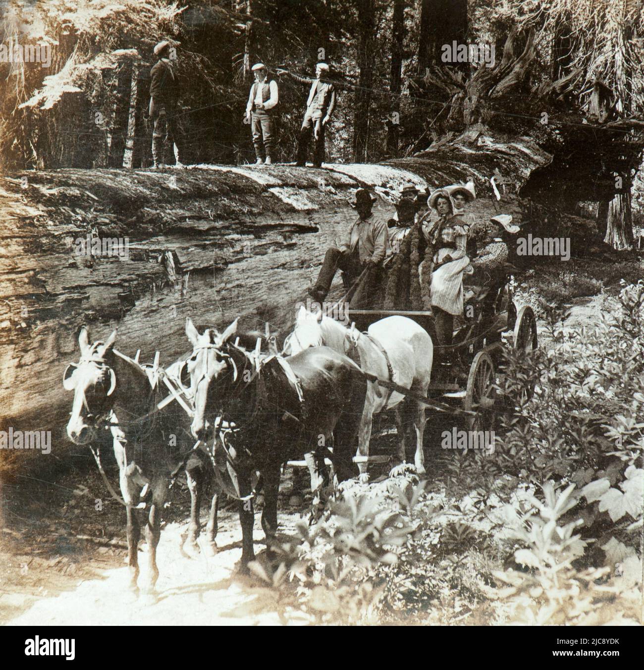 Un goup di persone posa di fronte al caduto mariposa albero monarca in yosemite alla fine del XIX secolo Foto Stock