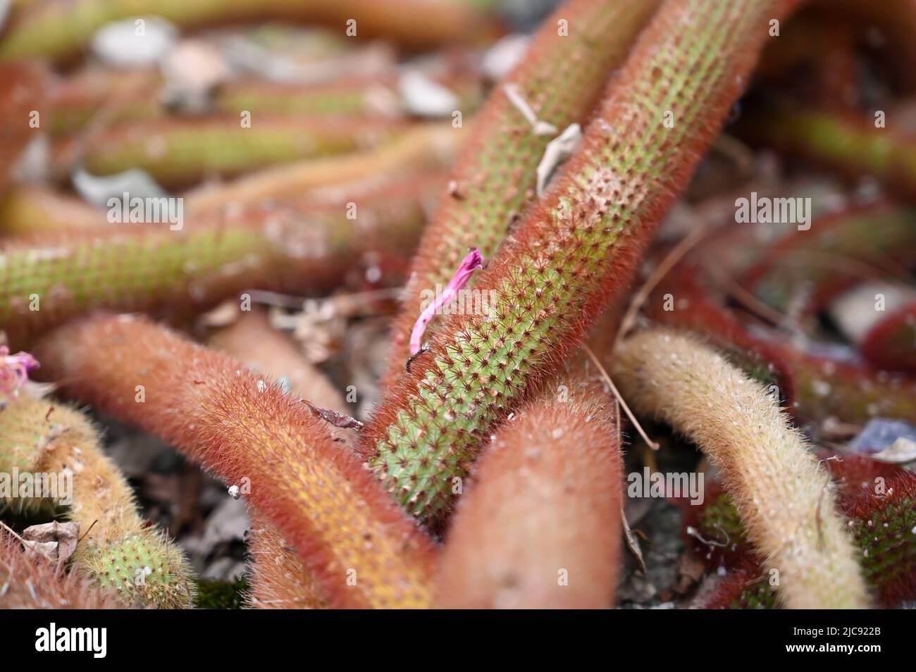 golden rat tail cactus o Cleistocactus winteri è un succulente della famiglia Cactaceae che cresce in giardino. Foto Stock