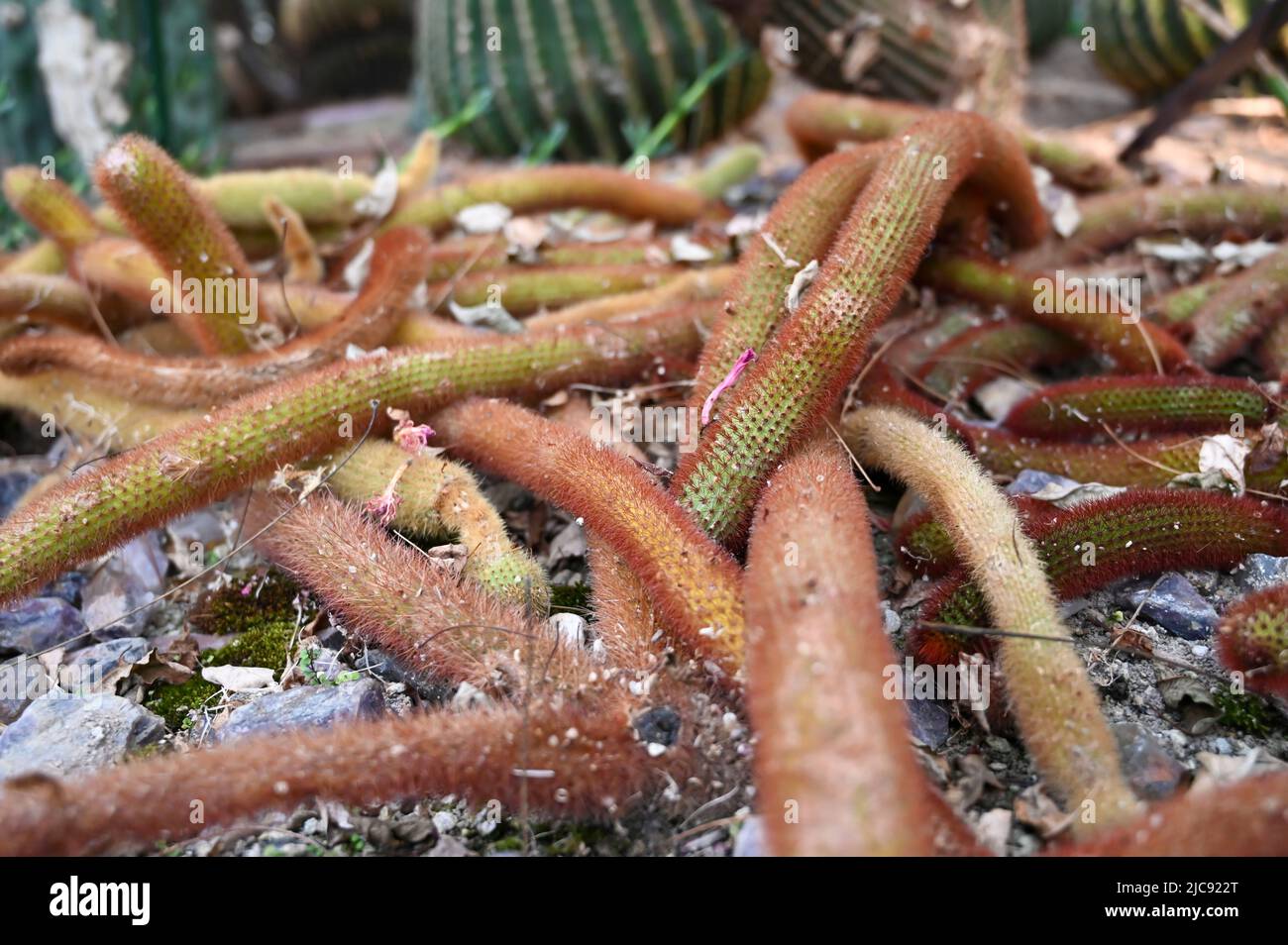 golden rat tail cactus o Cleistocactus winteri è un succulente della famiglia Cactaceae che cresce in giardino. Foto Stock