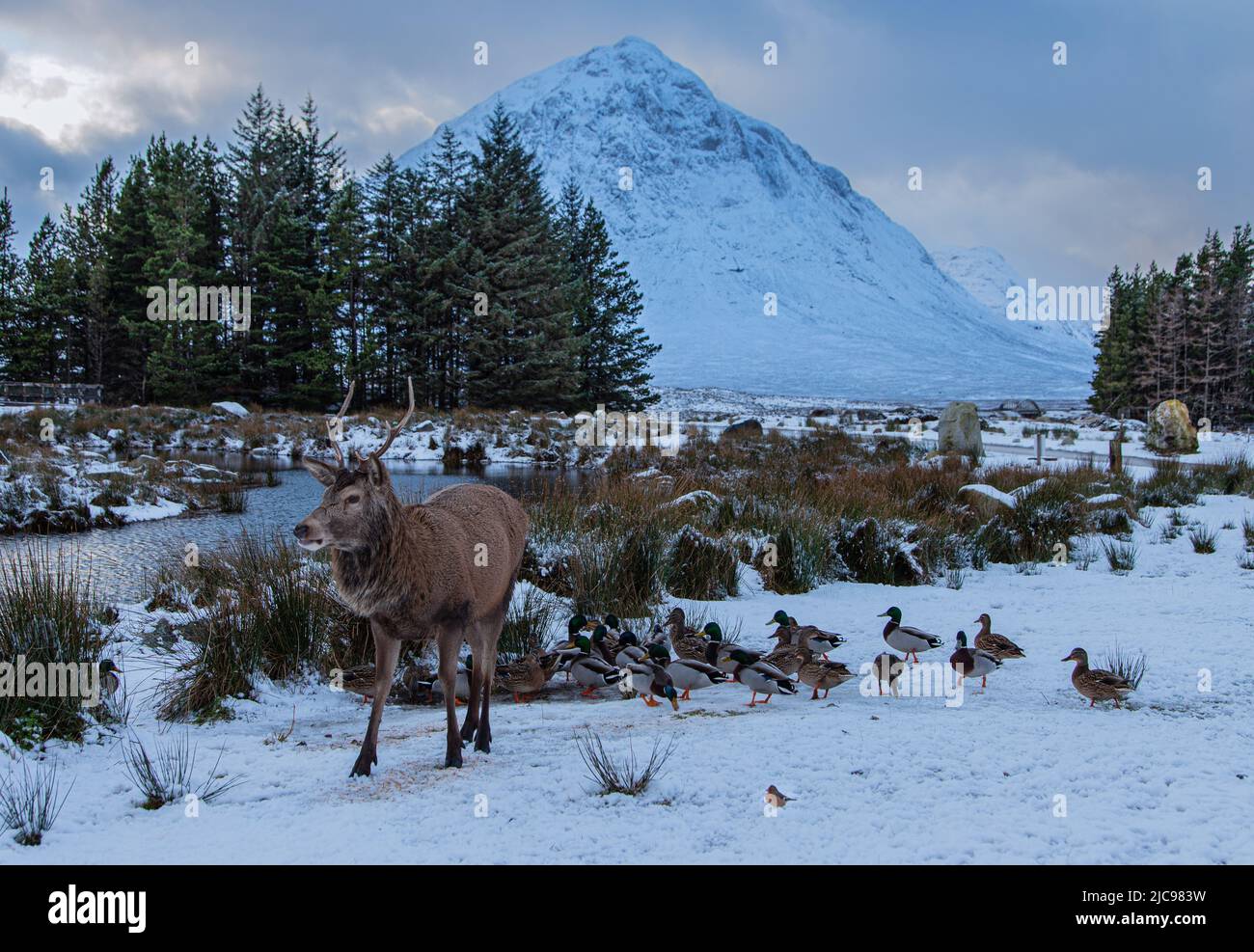 Cervi e anatre a Glencoe Foto Stock