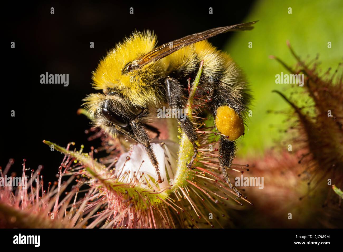 Un bumblebee sgrana su una fioritura di wineberry. Foto Stock