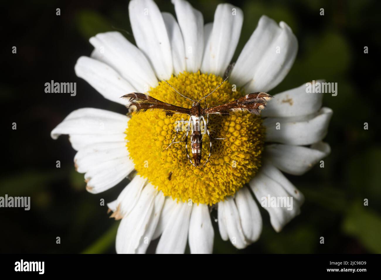 Insetto su fiore daisy. Foto Stock