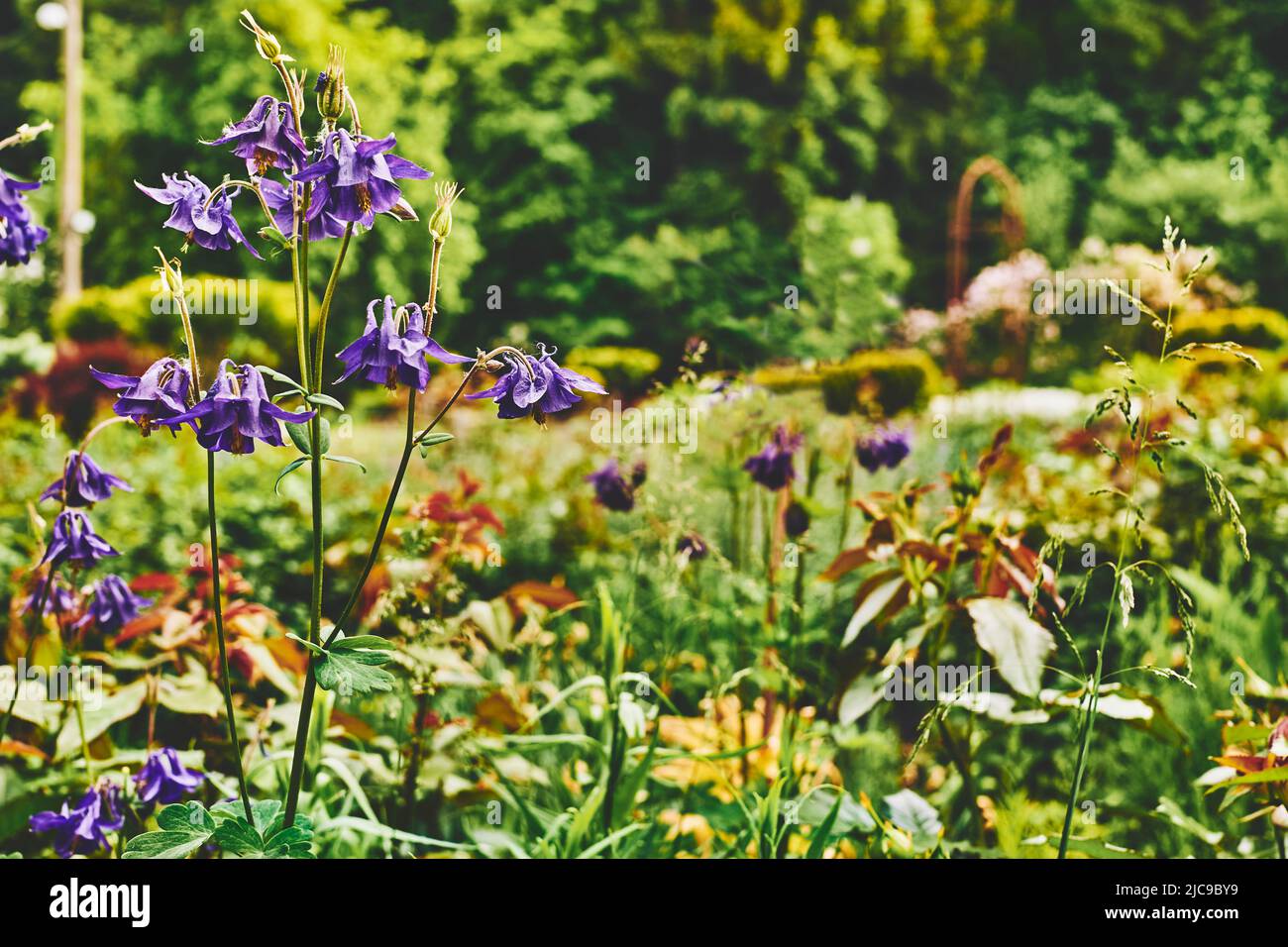 Carino foresta fiori campane su uno sfondo di prato soleggiato e alberi verdi Foto Stock