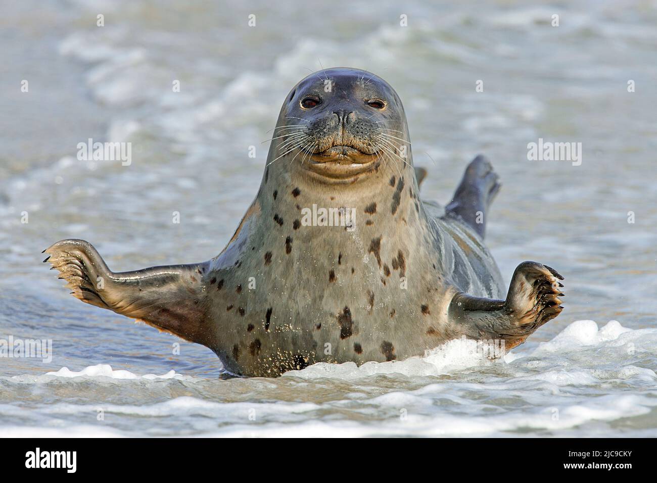 Leone marino delle Galapagos (Zalophus californianus wollebaecki) presso la spiaggia, Punta Cormorant, Isola di Floreana, Galapagos, Achipelago, Ecuador, Oceano Pacifico Foto Stock