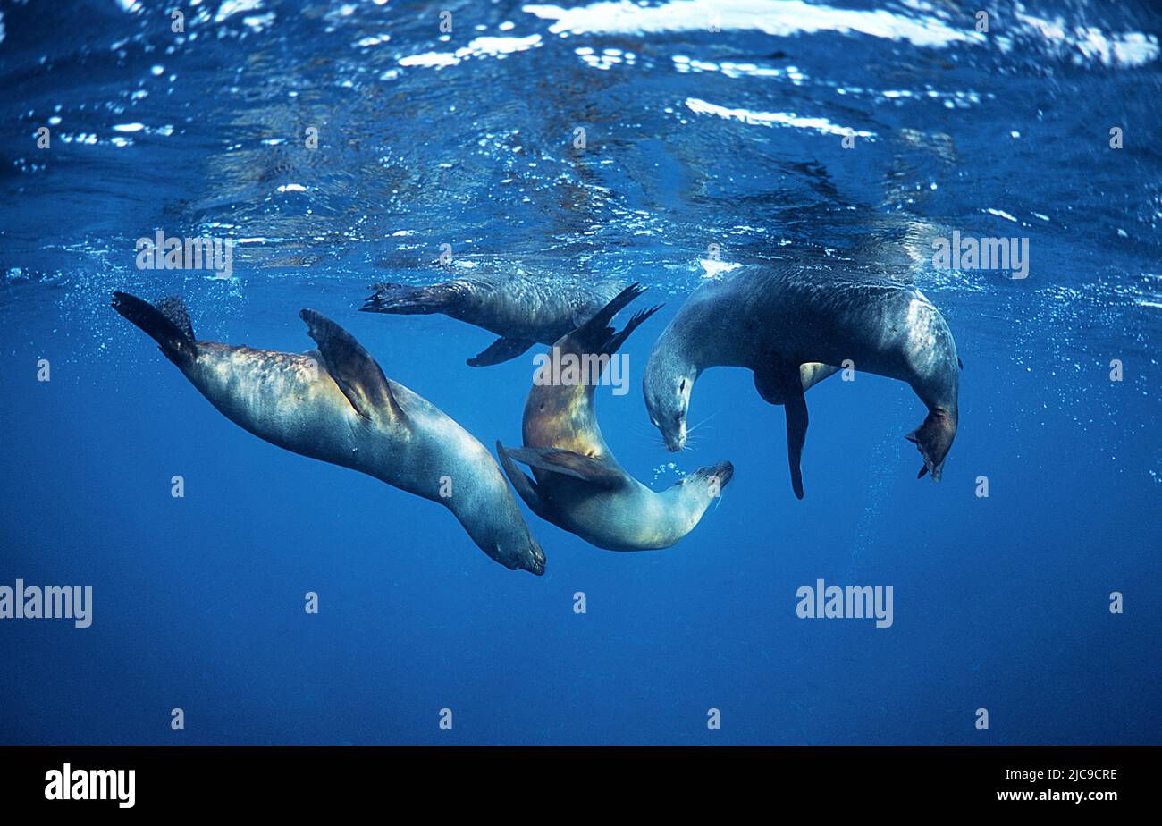 Leoni marini Galapagos (Zalophus californianus wollebaecki), Punta Cormorant, Floreana, Galapagos, Achipelago, Ecuador Foto Stock