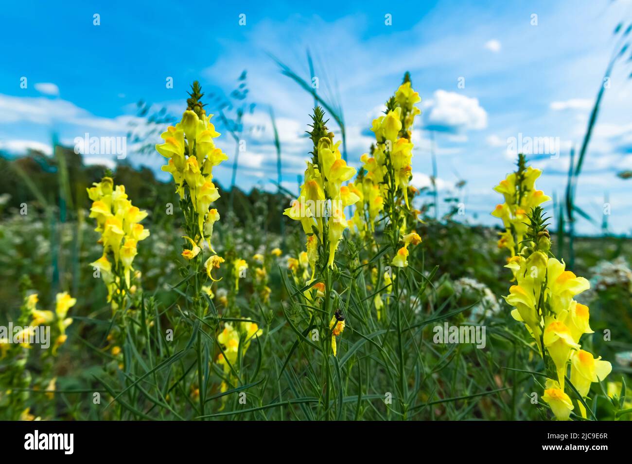 Fiori gialli selvatici. Fiori gialli in fiore in primavera, sfondo naturale. Prato selvaggio il giorno d'estate. Campo selvatico con fiori gialli in fiore. Foto Stock