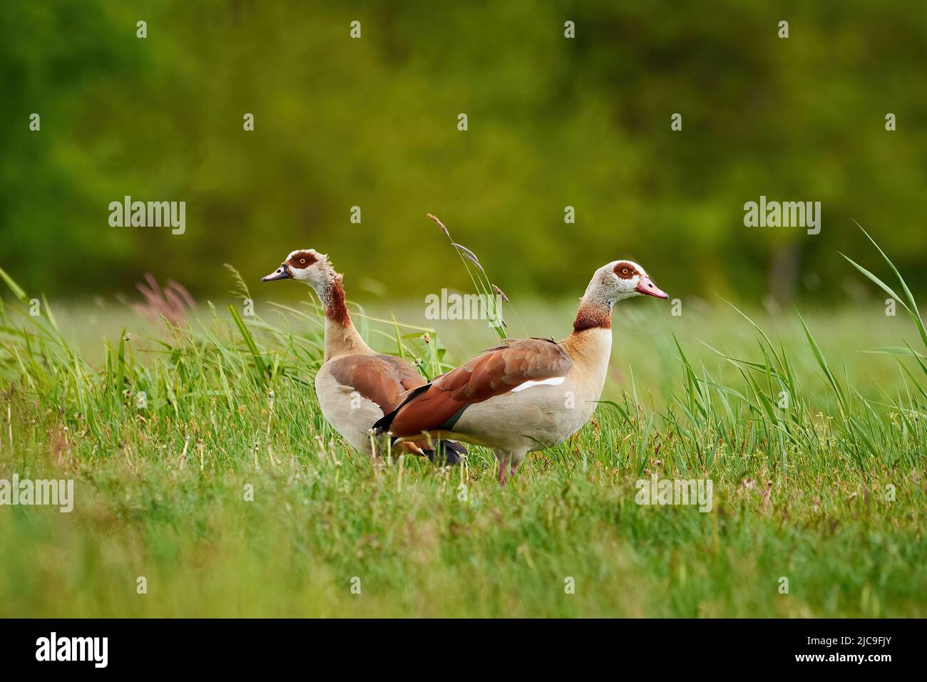 Oche egiziane maschio e femmina su un campo (Alopochen aegyptiaca) Foto Stock