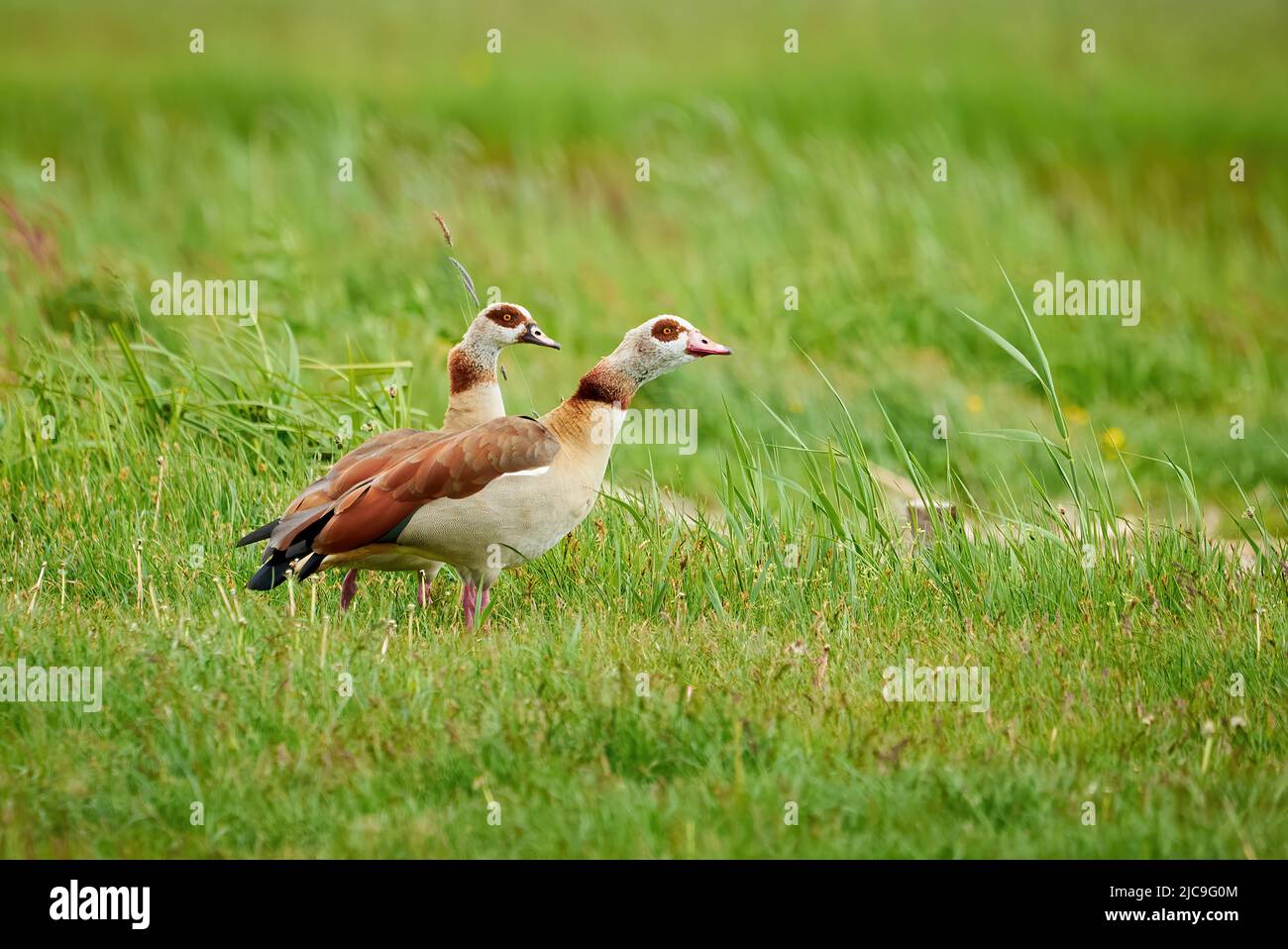 Oche egiziane maschio e femmina su un campo (Alopochen aegyptiaca) Foto Stock
