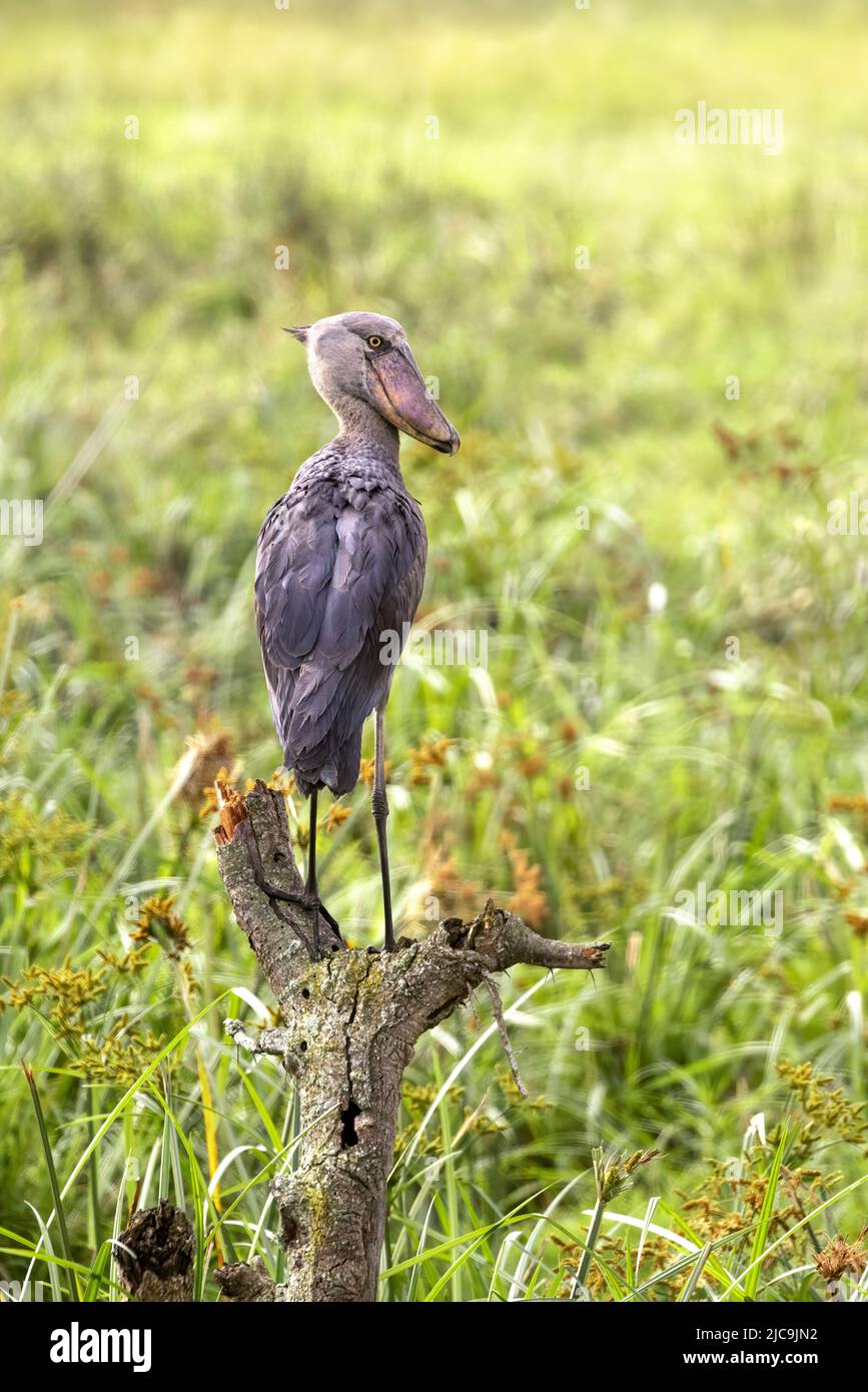 Shoebill stork, balaeniceps rex, arroccato su un tronco di albero morto sopra la terra paludosa del Parco Nazionale della Regina Elisabetta, Uganda. Questo pericolo critico Foto Stock