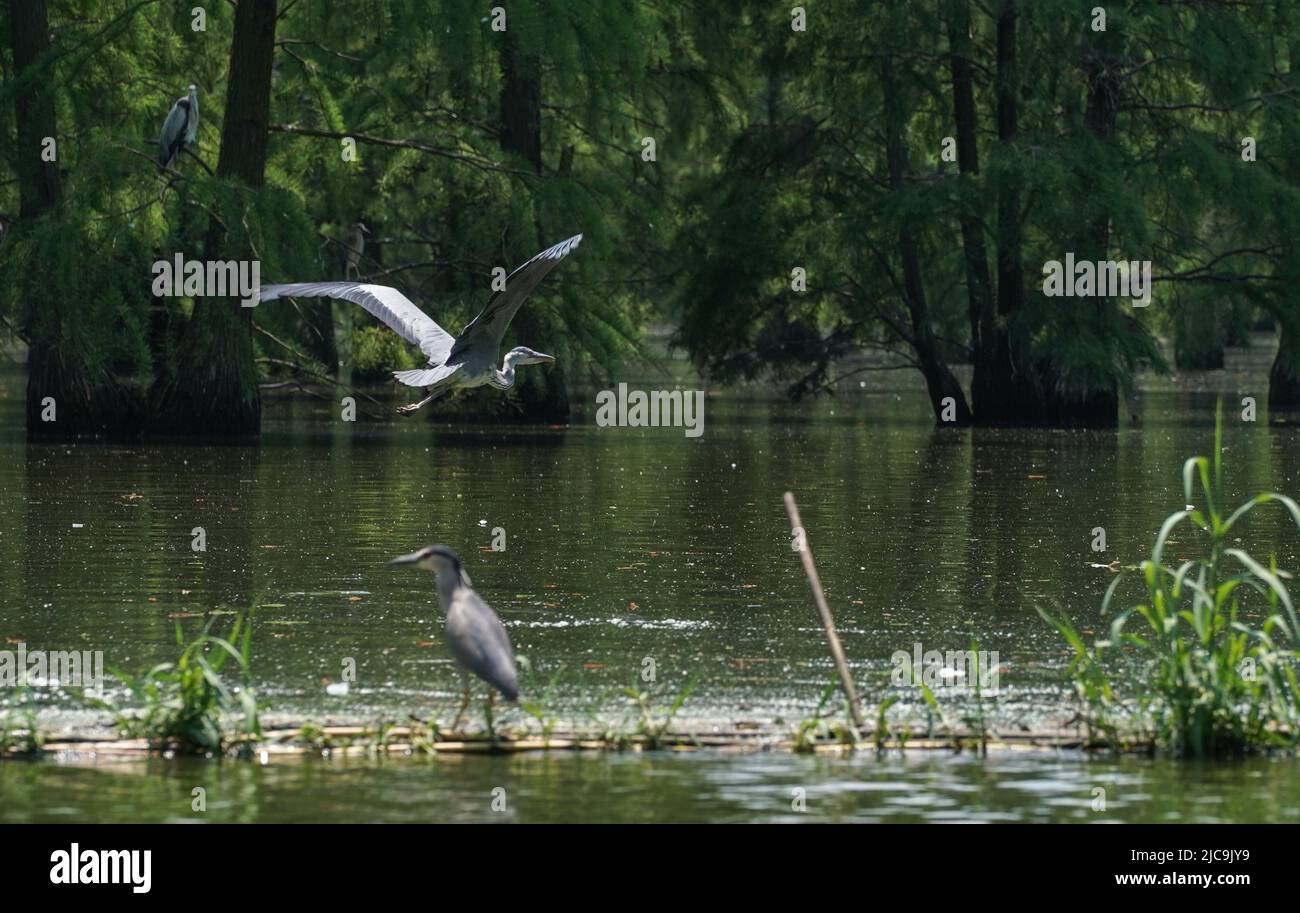 Nanjing, la provincia cinese di Jiangsu. 11th giugno 2022. Gli aironi sono visti al lago di Chishan Wetland a Nanjing, nella provincia di Jiangsu della Cina orientale, 11 giugno 2022. Situato all'incrocio tra la città di Nanjing della provincia di Jiangsu e la città di Chuzhou della provincia di Anhui, il lago Wetland di Chishan ha più di 50.000 cipressi, fornendo un habitat ideale per uccelli e uccelli. Credit: Yang Lei/Xinhua/Alamy Live News Foto Stock
