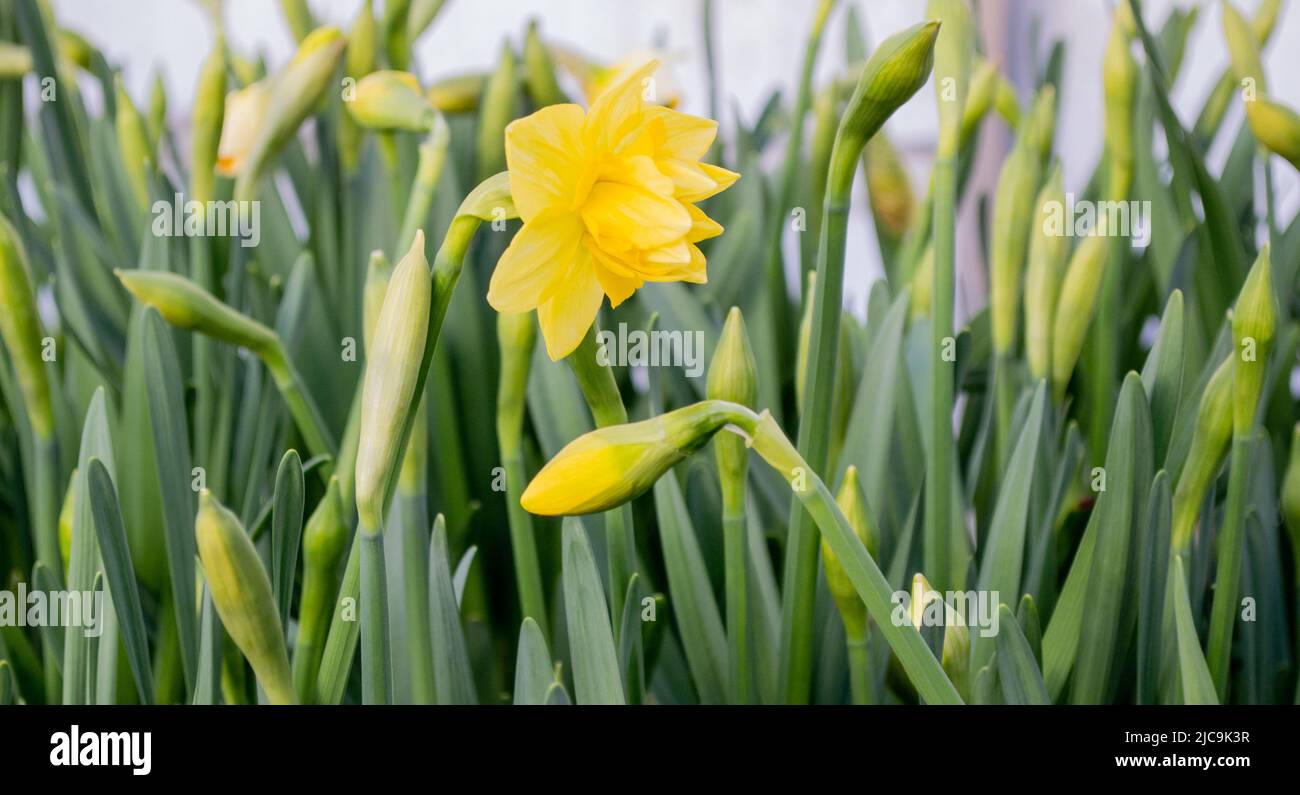 Primo piano di fiori delicati di rara varietà di narcisi terrosi di colore giallo. Primavera fiori sfondo. Giardinaggio come hobby. Bellezza della natura. Foto Stock