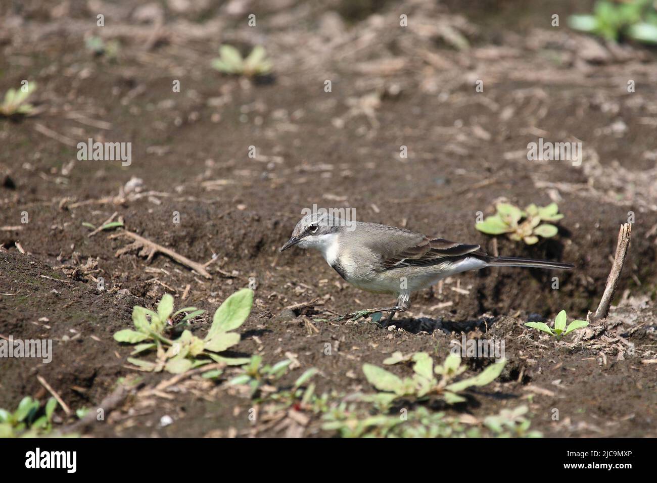 Kapstelze / Cape wagtail o Wells's wagtail / Motacilla capensis Foto Stock