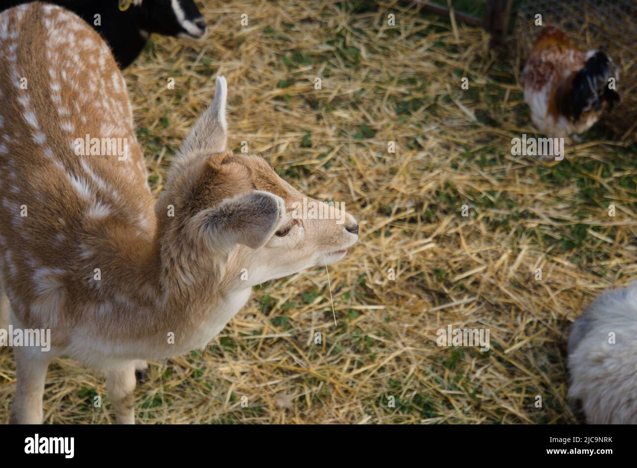 Primo piano di un cervo che mangia erba in Australia fattoria con altri animali Foto Stock