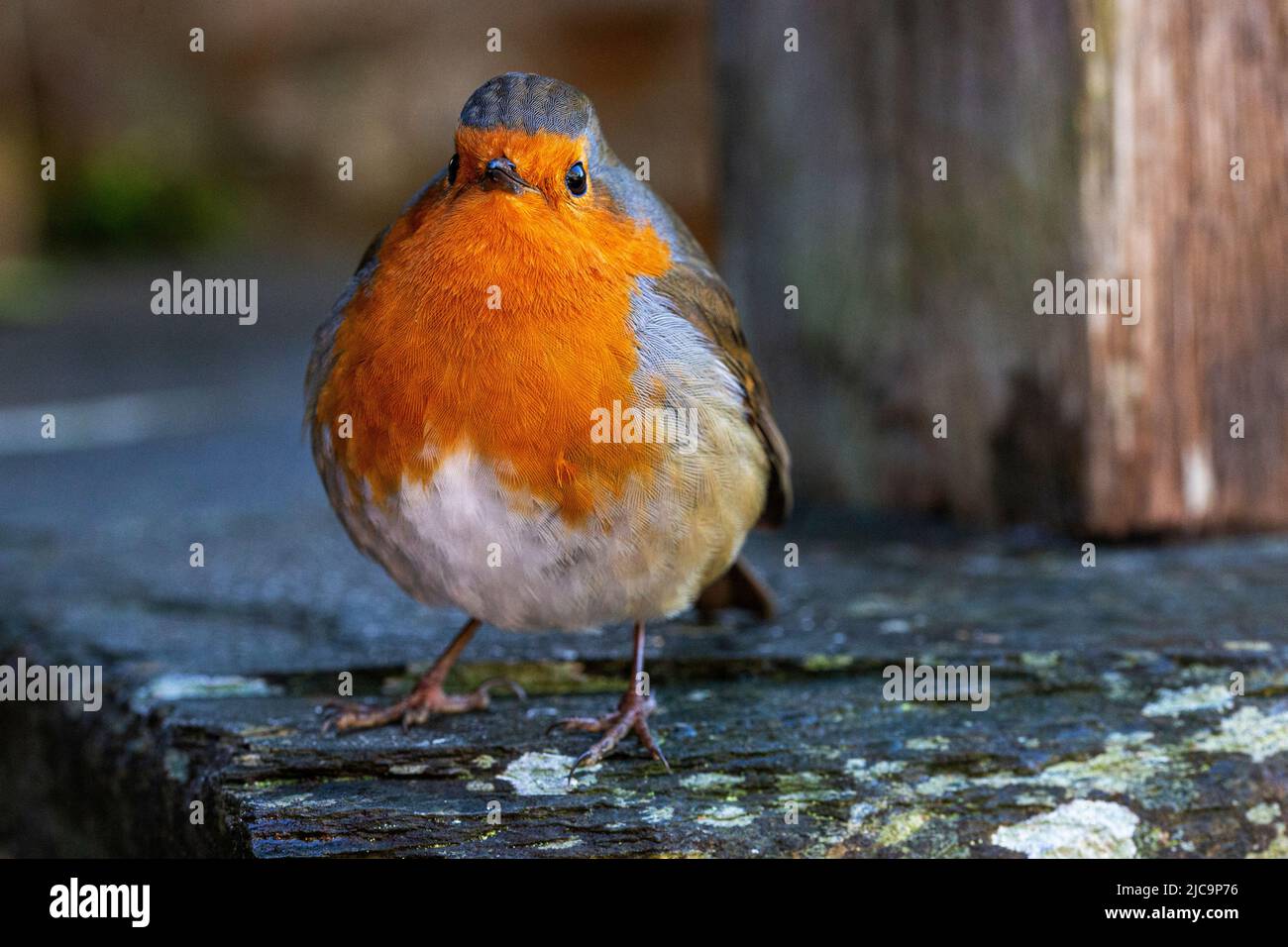 Primo piano di un inquisitivo Robin (Erithacus rubecula) su una lastra di pietra in inverno: Great Torrington, Devon, Inghilterra. Foto Stock Primo piano di un inquisitivo Robin (Erithacus rubecula) su una lastra di pietra in inverno: Great Torrington, Devon, Inghilterra. Foto Stock
