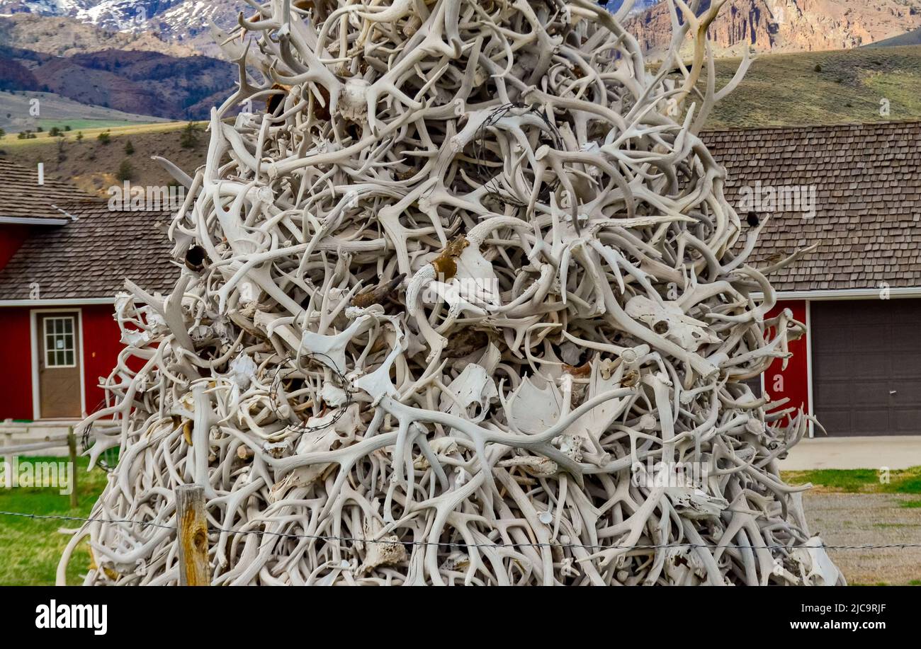 Montagna di corna di cervi in cui vivono gli uccelli. Montana Foto Stock