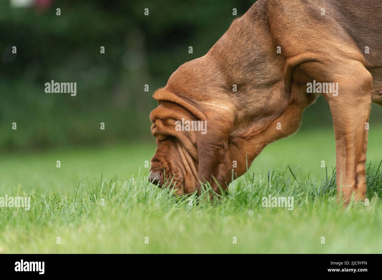inseguimento del cane di bloodhound Foto Stock