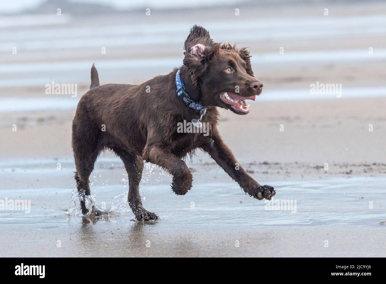 cocker lavoro spaniel cane sulla spiaggia Foto Stock