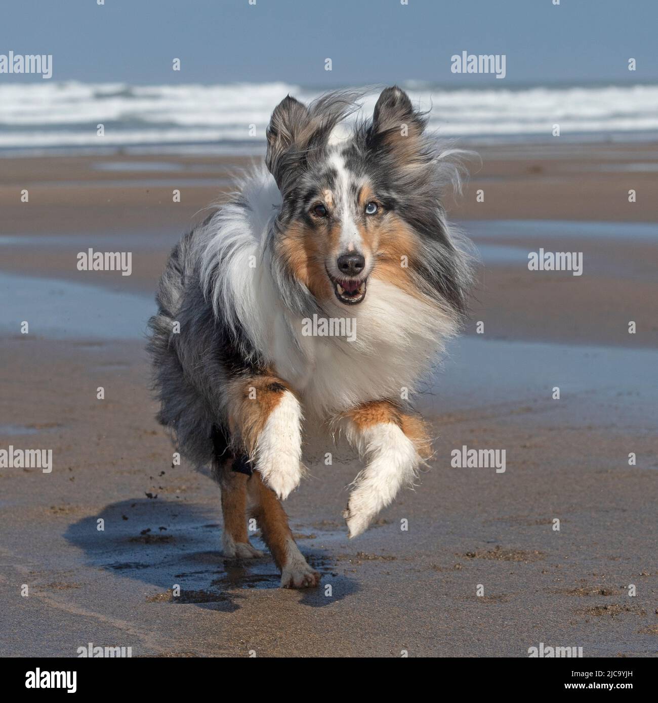 Sheepdog Shetland Foto Stock