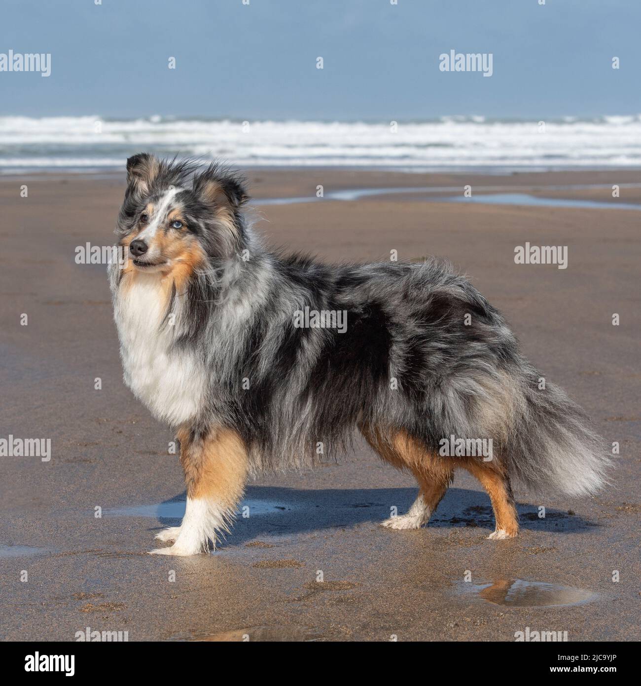 Sheepdog Shetland Foto Stock