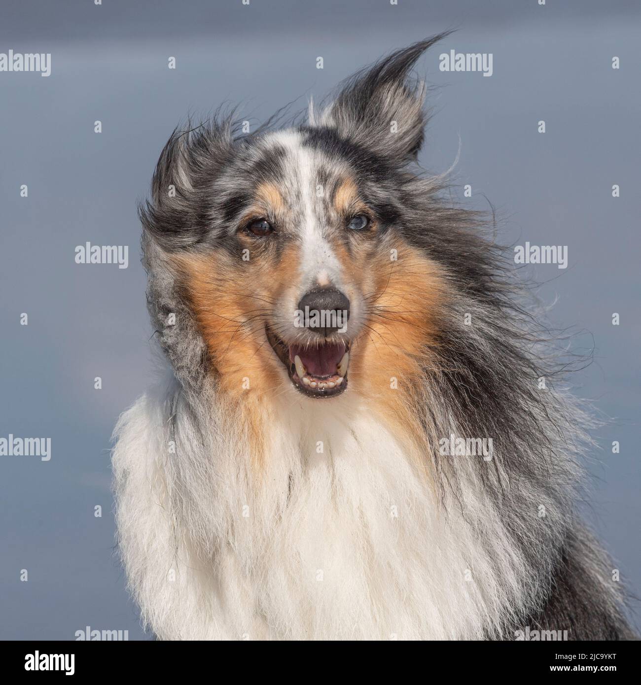 Sheepdog Shetland Foto Stock