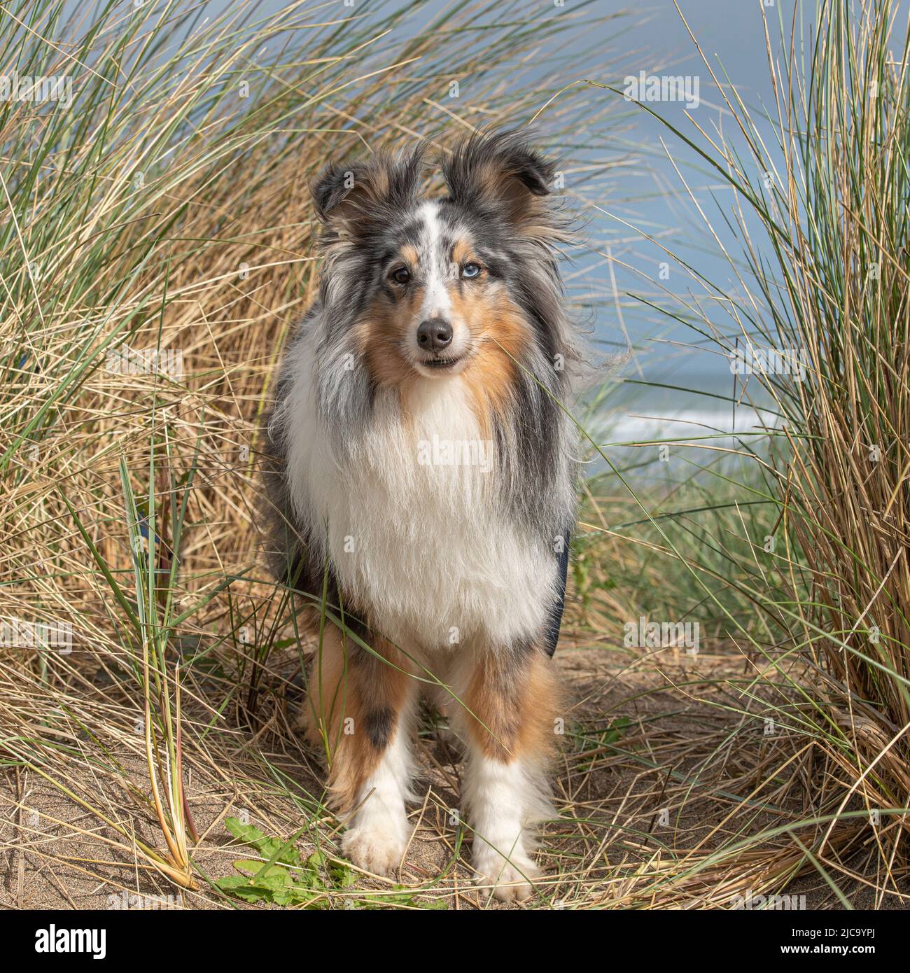 Sheepdog Shetland Foto Stock