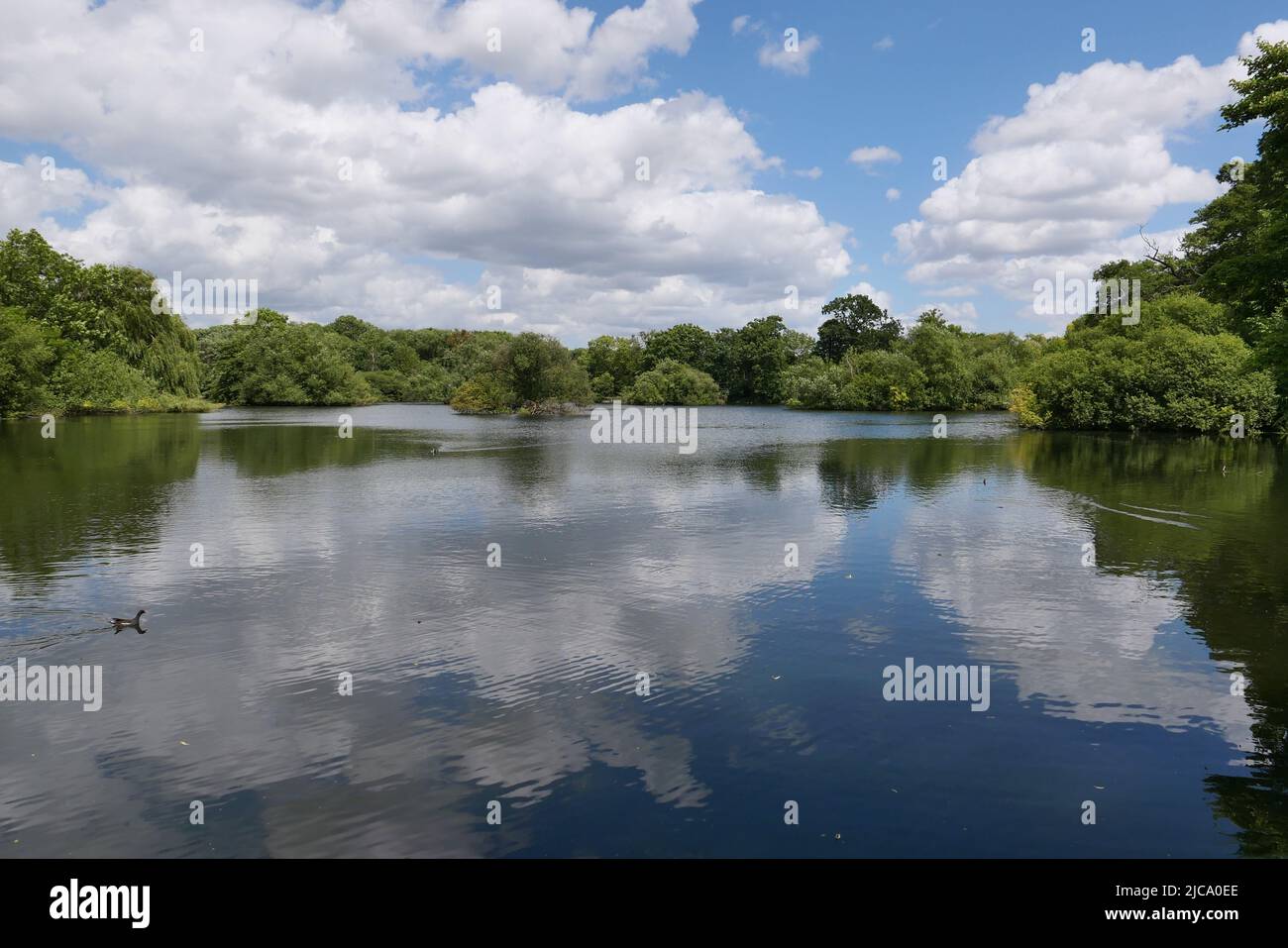 Situato tra il fiume Colne e il fiume Frays, Il lago Little Britain è un rifugio sicuro per una varietà di uccelli acquatici e un posto incantevole per una passeggiata estiva. Il grande canale Union è a meno di 10 minuti a piedi dal lago e offre chilometri di sentieri rurali con percorsi panoramici e barche da tutto il mondo a. vedere . Foto Stock