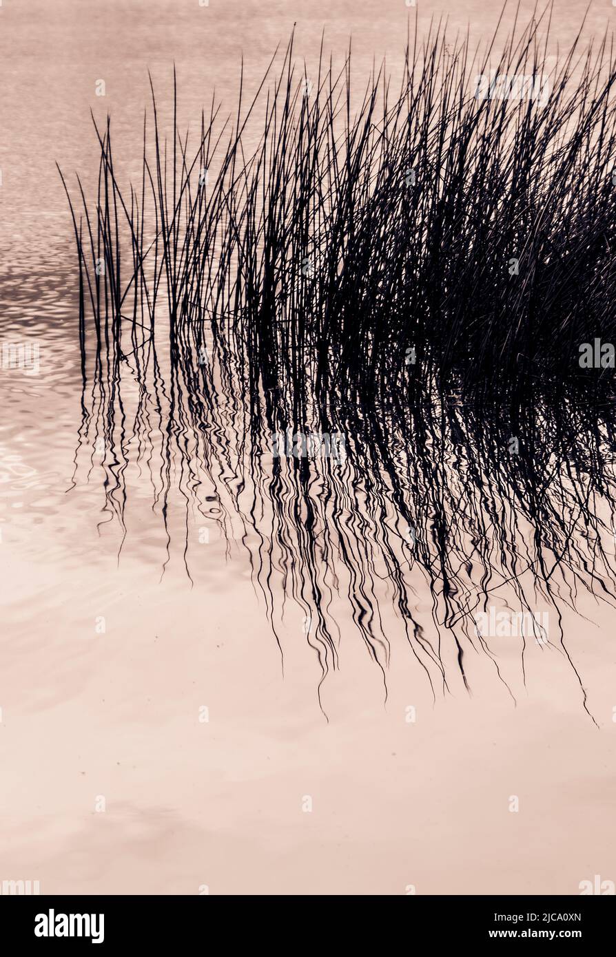 Erba selvatica in acqua Foto Stock