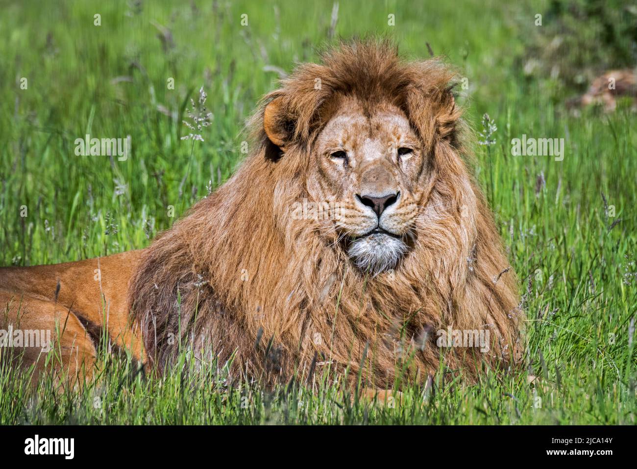 Leone meridionale / leone sudafricano / leone Katanga (Panthera leo melanochaita / Felis leo bleyenberghi) maschio, originario dell'Africa meridionale e orientale Foto Stock