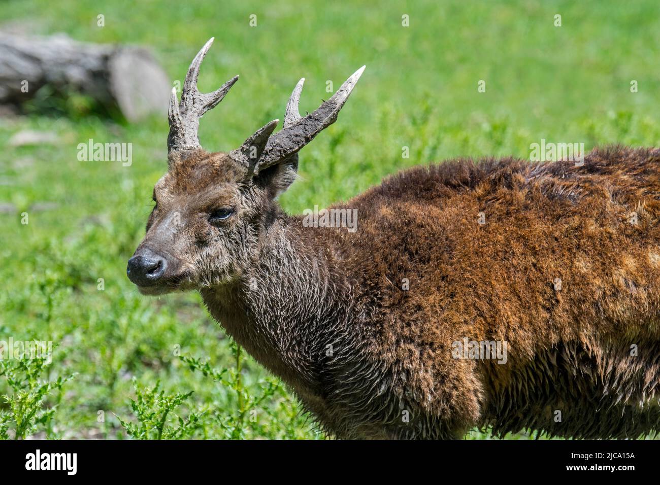 Cervi visayani macchiati / cervi visayani / cervi filippini macchiati / cervi del principe Alfredi (Rusa alfredi) maschio, specie in pericolo endemica tra i Visayas Foto Stock