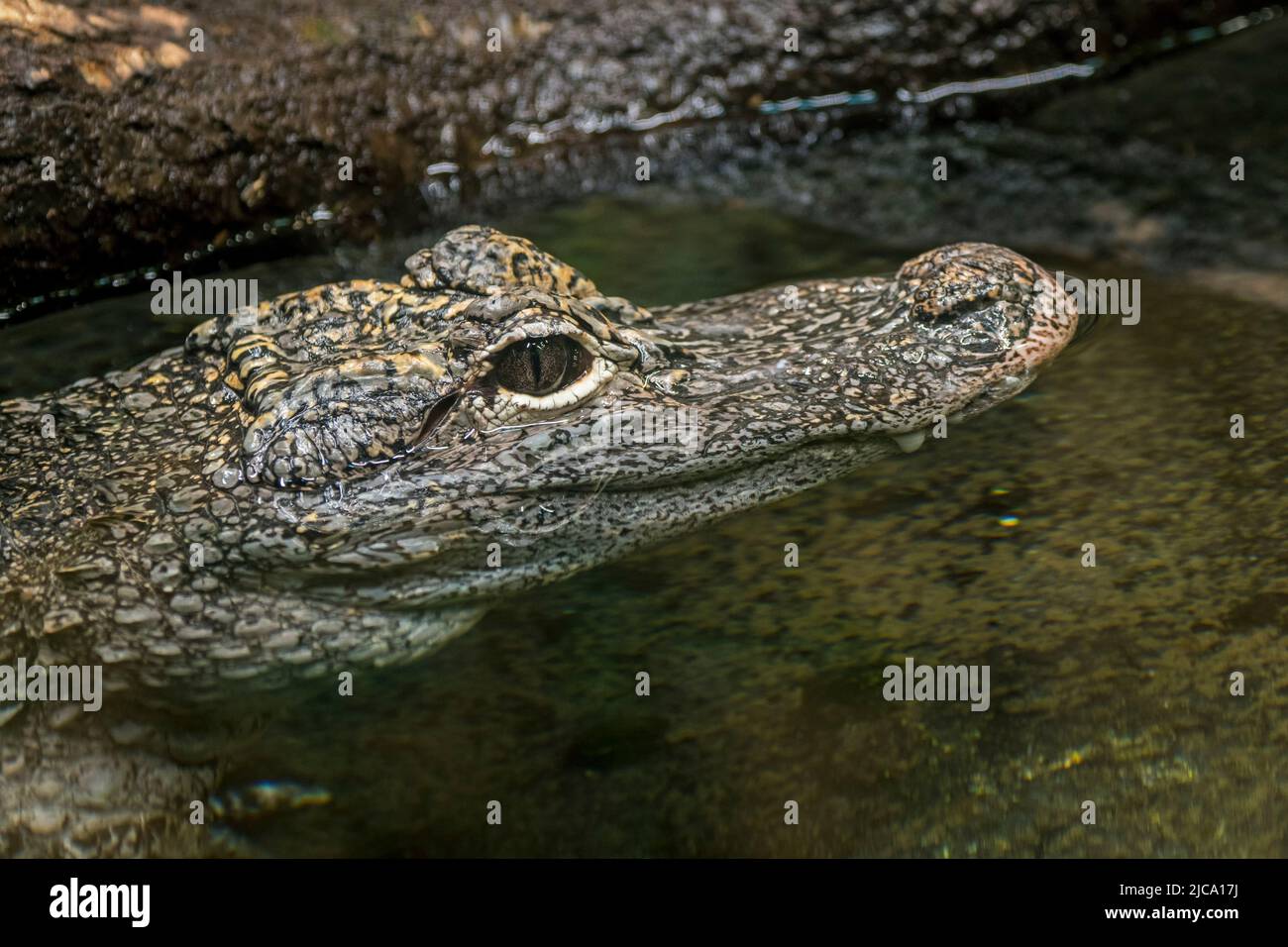 Alligatore cinese / alligatore Yangtze / alligatore cinese (alligatore sinensis / caigatore sinensis) che riposa in stagno, coccodrillo endemico in Cina Foto Stock