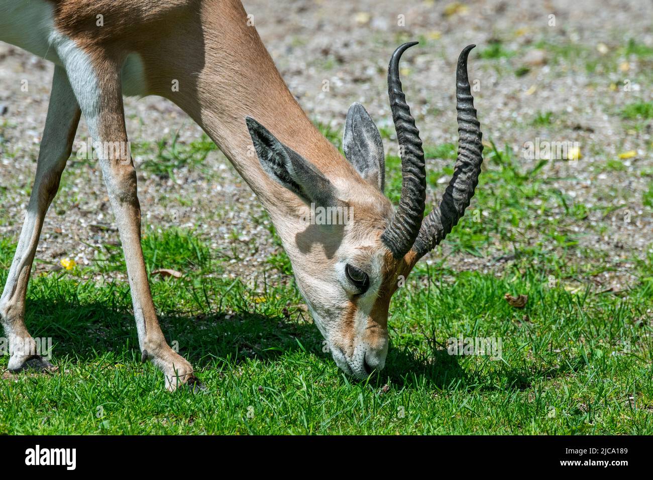 Dorcas gazelle / ariel gazelle (Gazella dorcas / Capra dorcas) pascolo erba, nativo di semidesert climi di Africa e Arabia Foto Stock