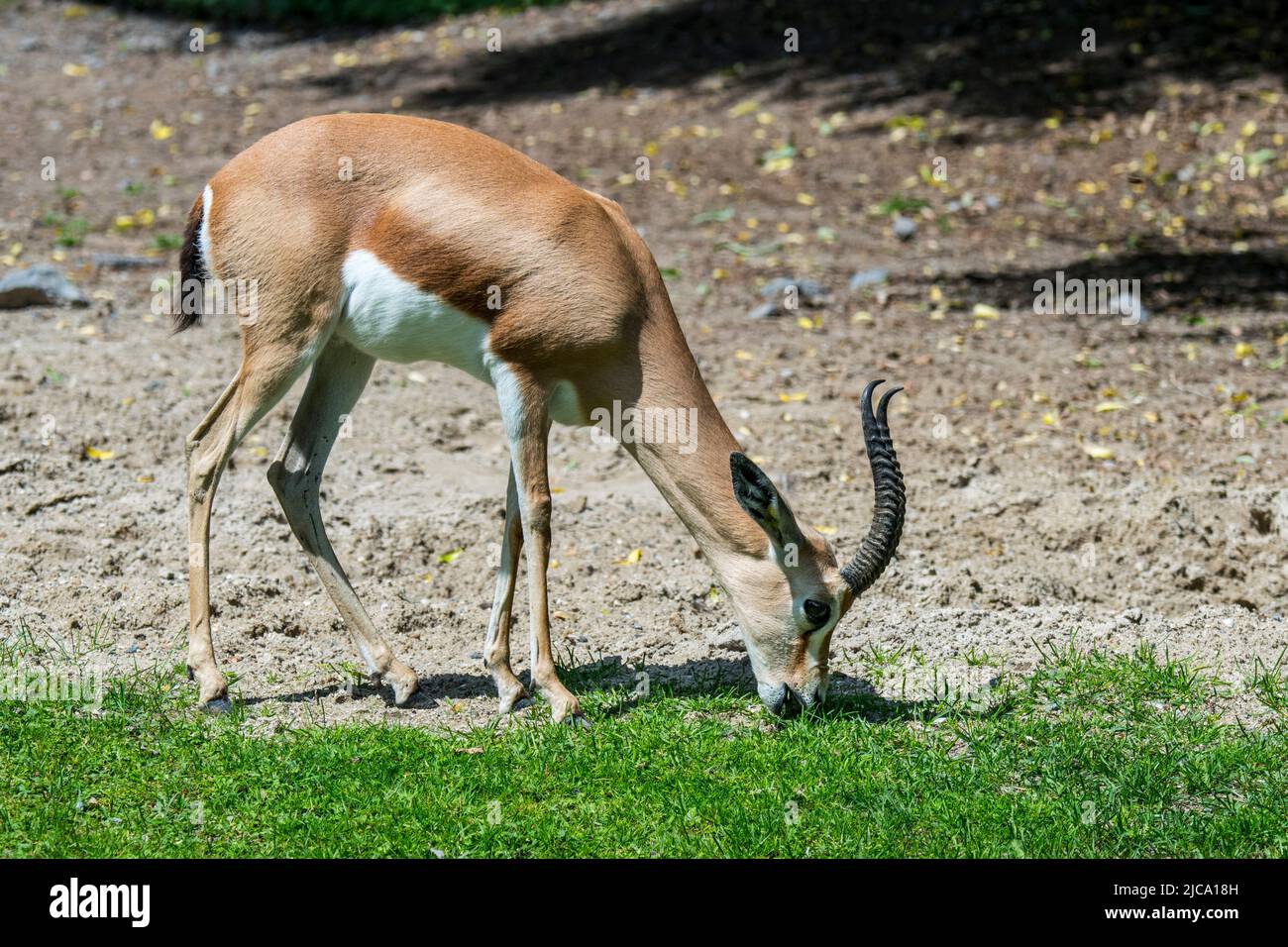 Dorcas gazelle / ariel gazelle (Gazella dorcas / Capra dorcas) pascolo erba, nativo di semidesert climi di Africa e Arabia Foto Stock