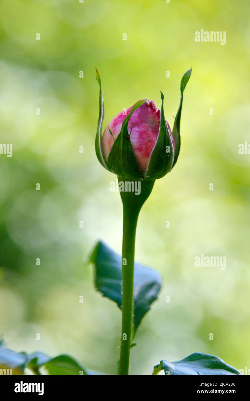 Un bocciolo di rosa, isolato su sfondo verde Foto Stock