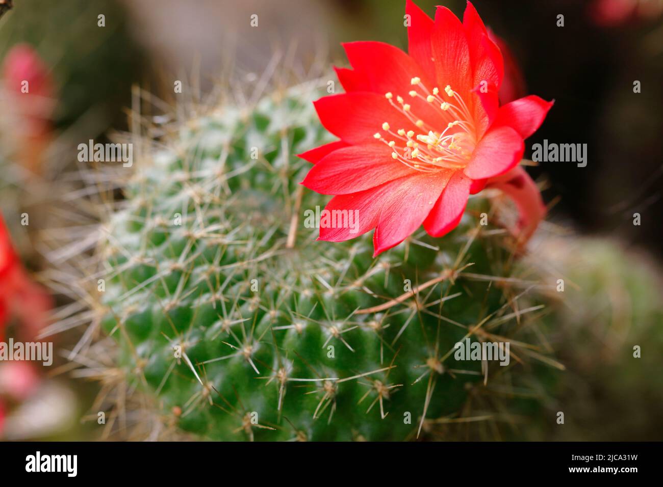 Un fiore rosso di cactus Foto Stock