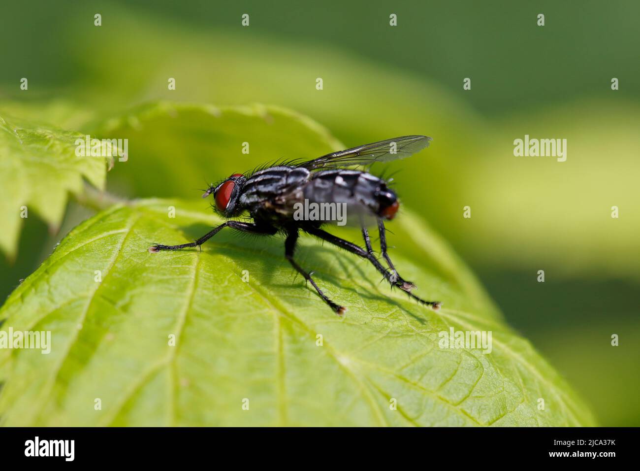 Una mosca si siede su un albero lasciare Foto Stock