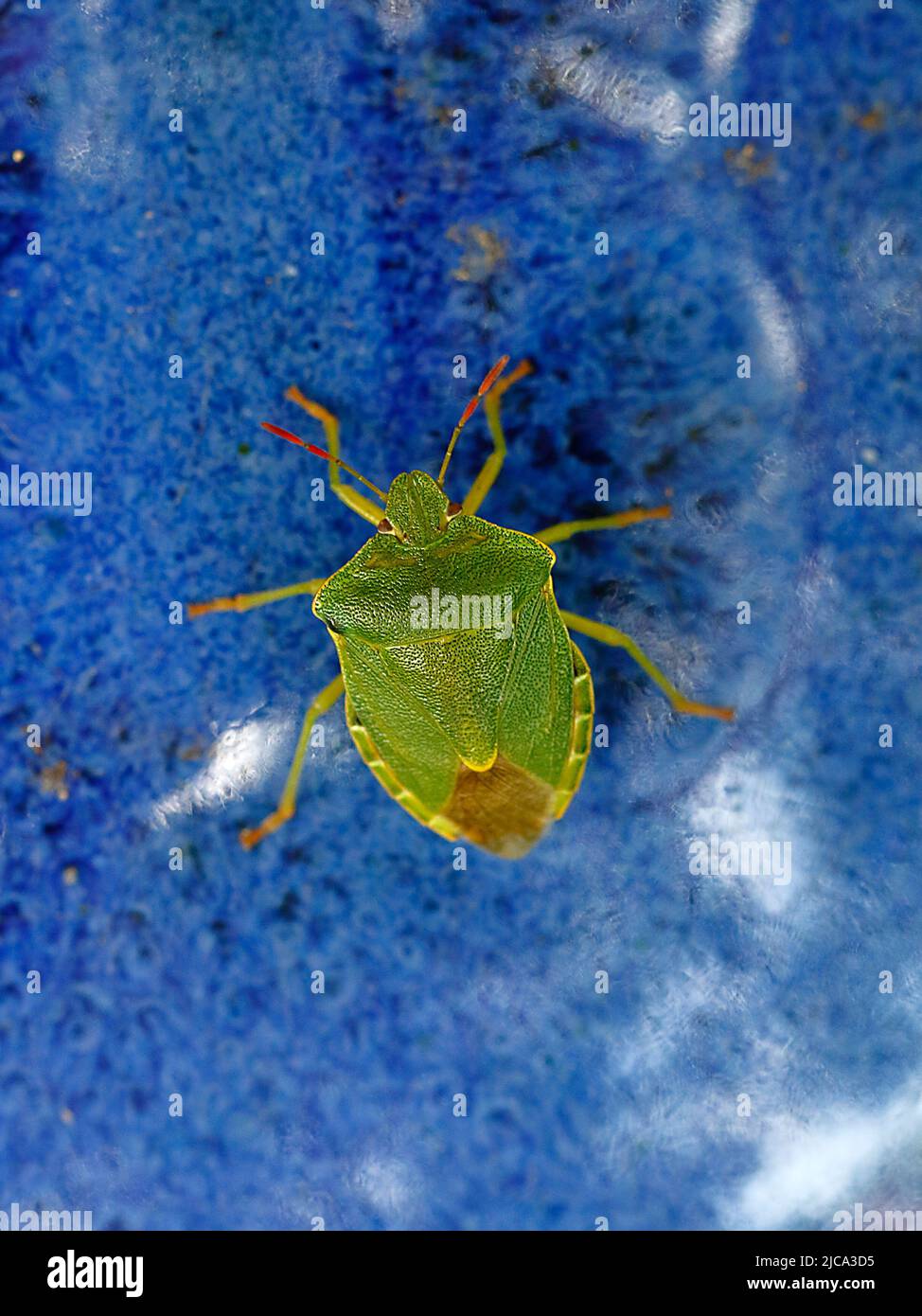 Un bug verde di pungiglione su una sfera di ceramica blu nel giardino Foto Stock