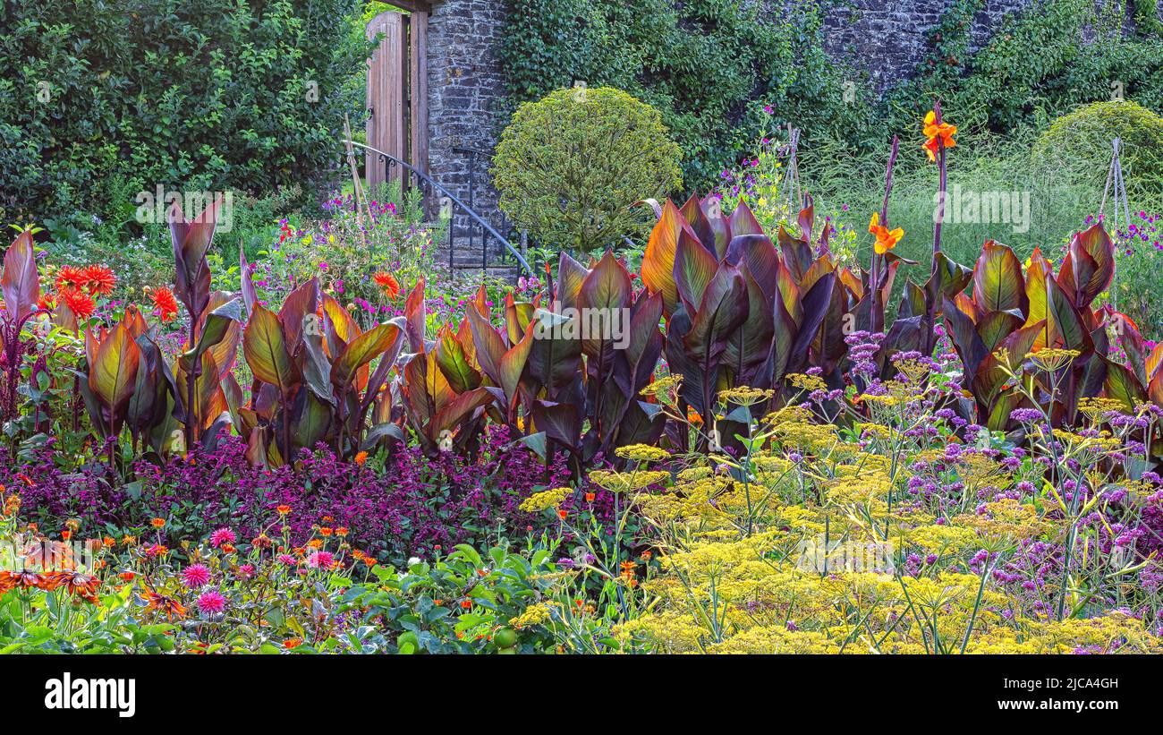 Il Kitchen Garden in fiore a Aberglasney Foto Stock