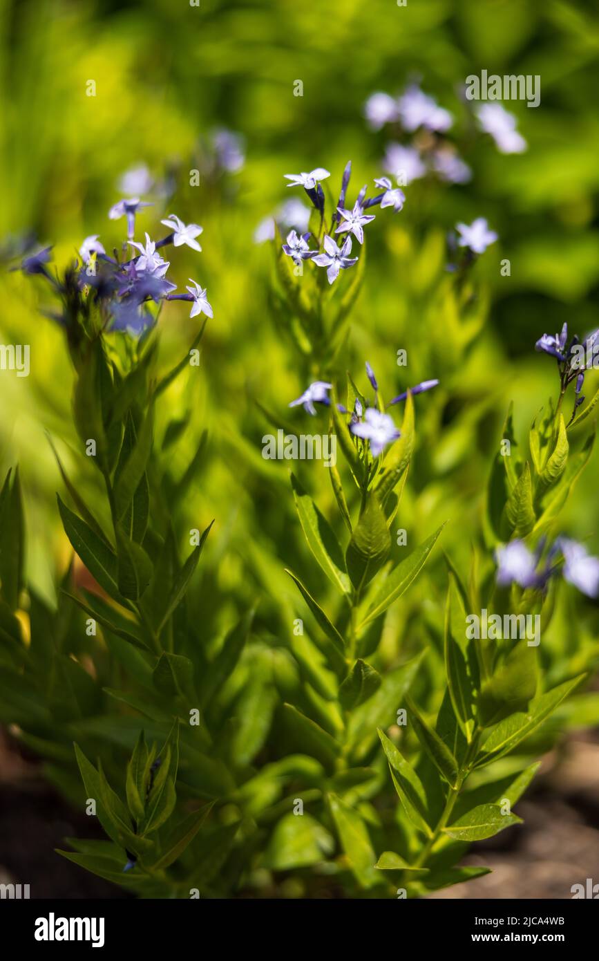 Amsonia "Blue Ice" Foto Stock