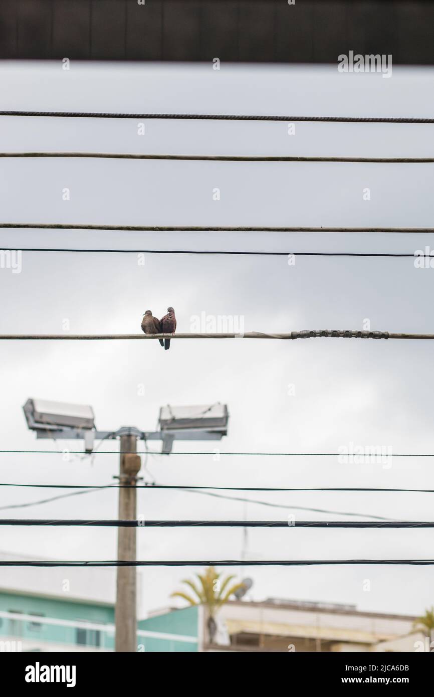 Coppia di uccelli noto come rolinha, in un cavo a Rio de Janeiro Brasile. Foto Stock