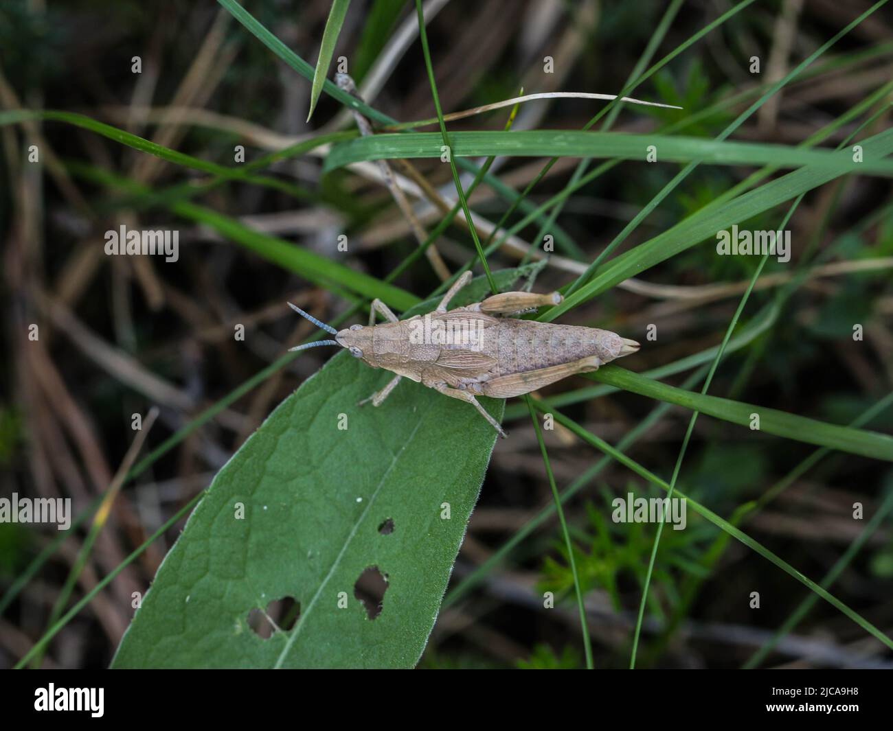 Donna adulta marrone di locusta endemica Pyrgomorphella serbica sul monte Tara in Serbia Foto Stock