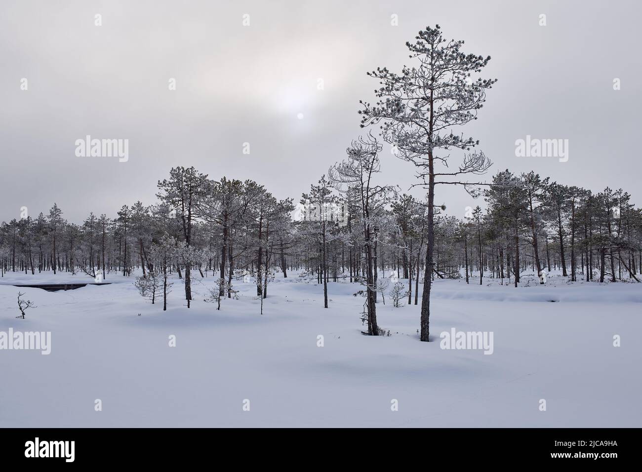 Paesaggio della neve in Estonia vicino al confine russo Foto Stock
