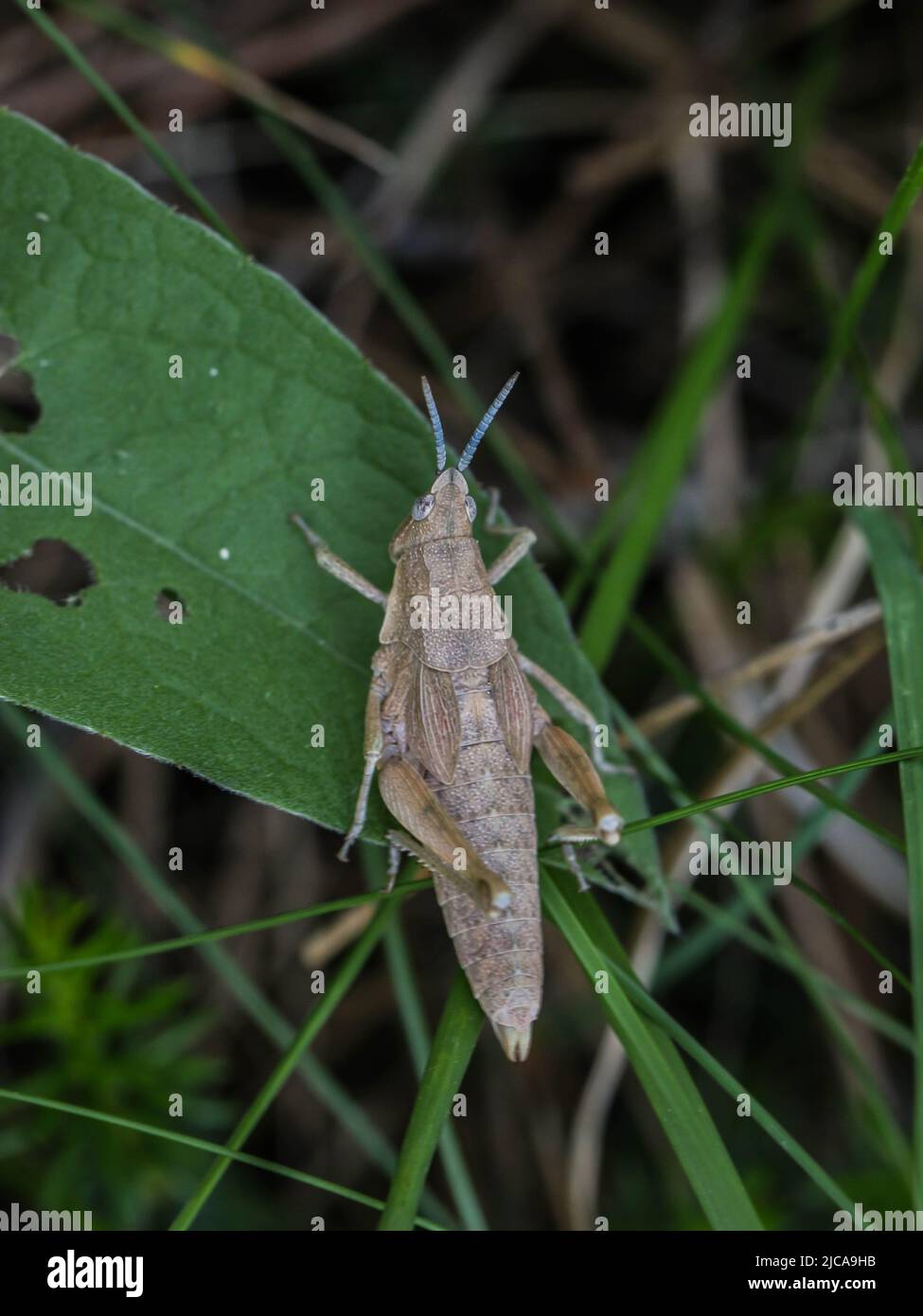 Donna adulta marrone di locusta endemica Pyrgomorphella serbica sul monte Tara in Serbia Foto Stock